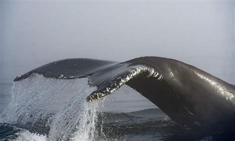 Ocean noise strategy delayed, but whale report by military may sound out path forward